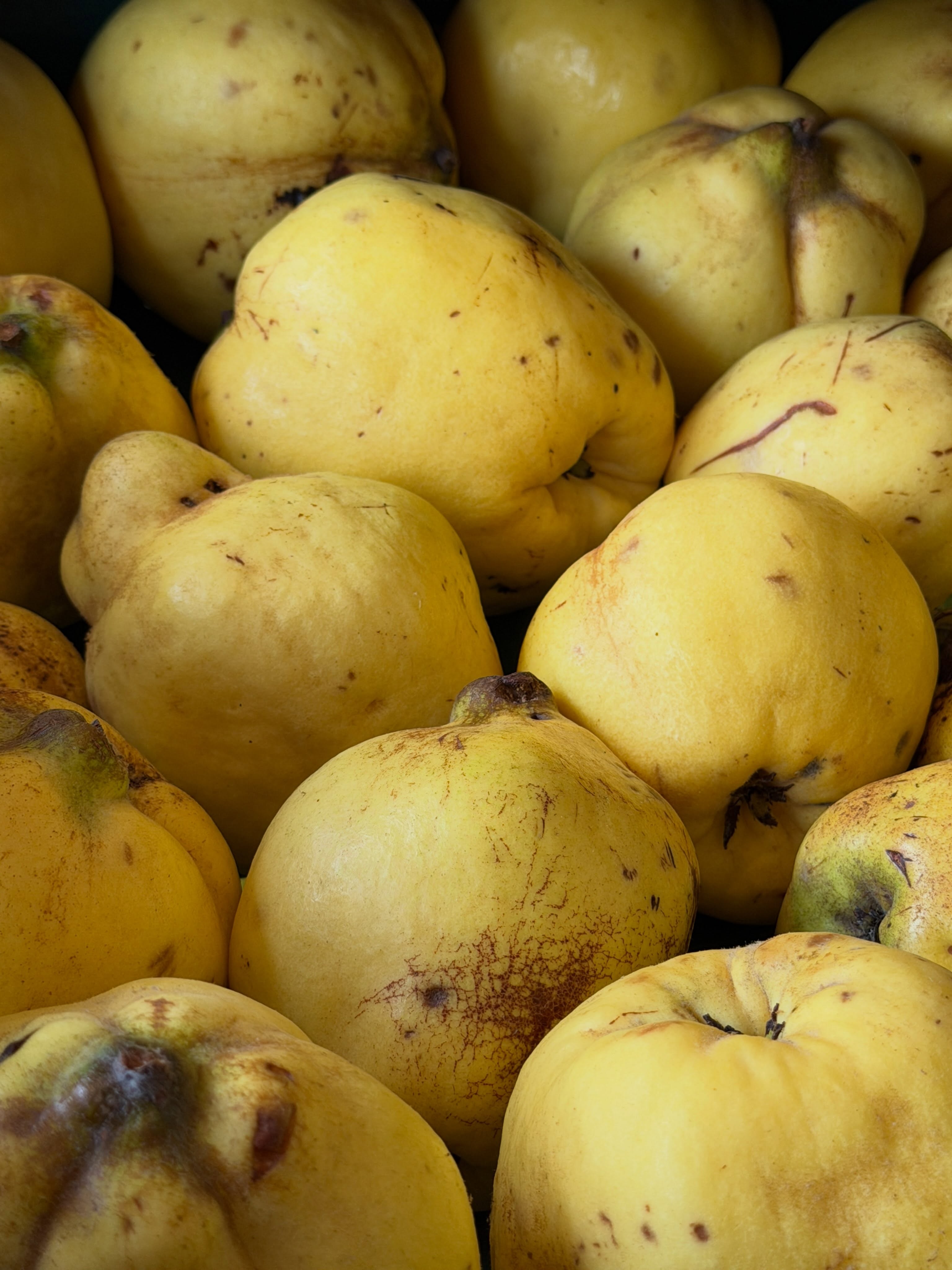 Clementine — clementine.quince